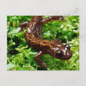 Carte Postale Salamander (Devant)
