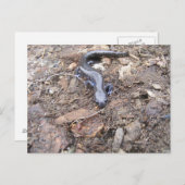 Carte postale Salamander (Devant / Derrière)