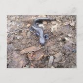 Carte postale Salamander (Devant)