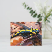 Carte Postale Salamandre (Debout devant)