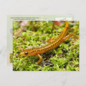 Carte Postale Salamandre (Devant / Derrière)