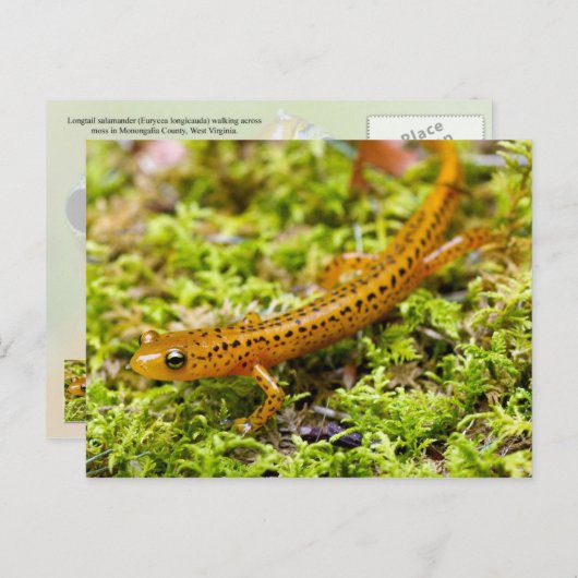 Carte Postale Salamandre (Devant / Derrière)