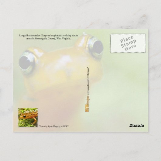 Carte Postale Salamandre (Dos)