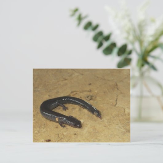 Carte Postale Salamandre de jardin (Debout devant)