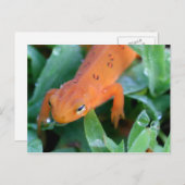 Carte Postale Salamandre rouge orange (Devant / Derrière)