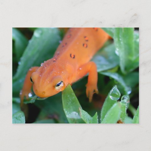 Carte Postale Salamandre rouge orange (Devant)
