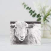 Carte Postale Sally the Sheep (a363) (Debout devant)