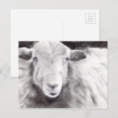 Carte Postale Sally the Sheep (a363) (Devant / Derrière)