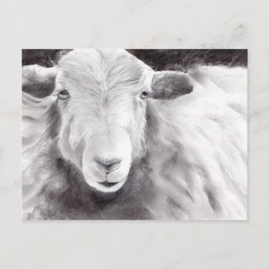 Carte Postale Sally the Sheep (a363) (Devant)