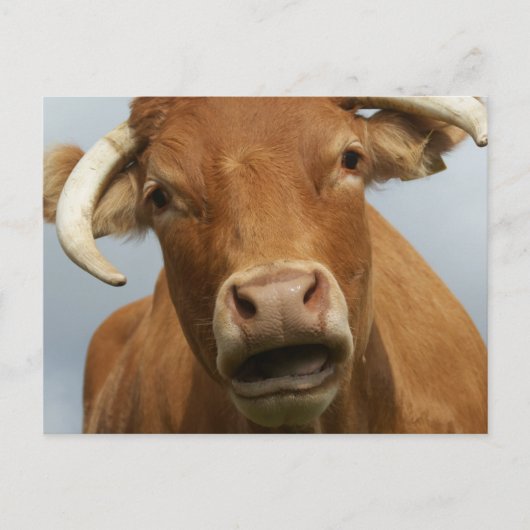 Carte Postale Salope (Devant)