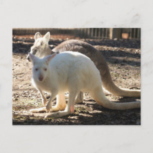 Carte Postale Salt & Poivre Wallaby's