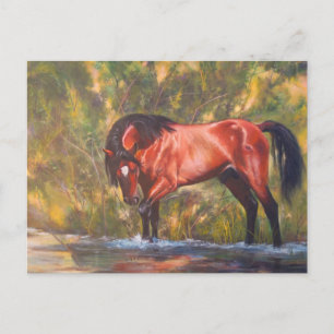 Carte Postale Salt River Wild Stallion Tango