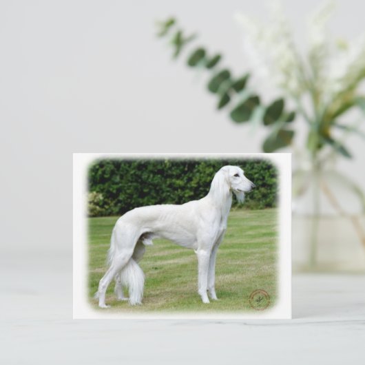Carte Postale Saluki (Debout devant)