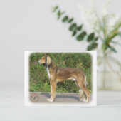 Carte Postale Saluki (Debout devant)