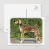 Carte Postale Saluki (Devant / Derrière)