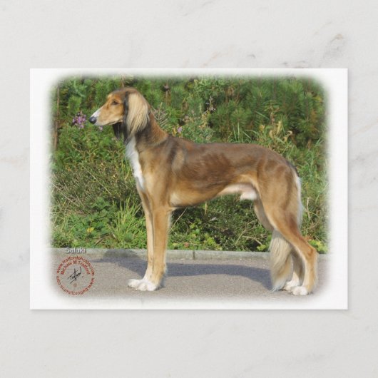 Carte Postale Saluki (Devant)