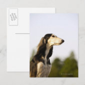Carte Postale Saluki (Devant / Derrière)
