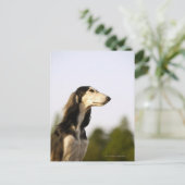 Carte Postale Saluki (Debout devant)