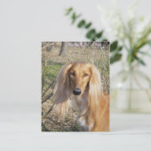 Carte Postale saluki.png (Debout devant)