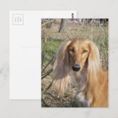 Carte Postale saluki.png (Devant / Derrière)