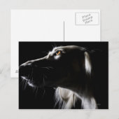 Carte Postale Saluki, portrait (Devant / Derrière)