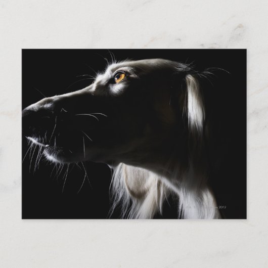 Carte Postale Saluki, portrait (Devant)