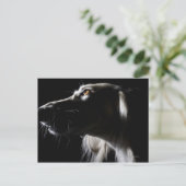 Carte Postale Saluki, portrait (Debout devant)