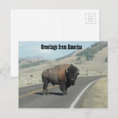 Carte Postale Salut de l'Amérique - Bison (Devant / Derrière)