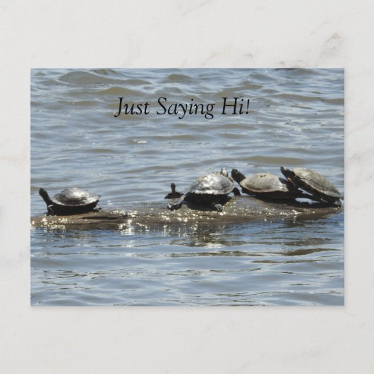 Carte Postale Salut, les mignonnes tortues bronzent sur le rond (Devant)