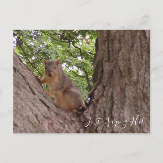 Carte Postale Salut, mignon écureuil dans l'arbre (Devant)