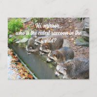 Salut Miroir Qui Est Le Plus Mignon Raton Laveur D