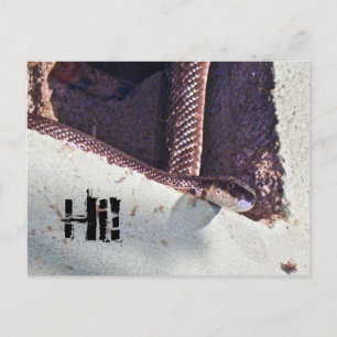 Carte Postale Salut - Serpent noir dans le sous-sol