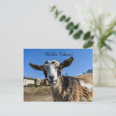 Carte Postale Salutation de chèvre (Debout devant)