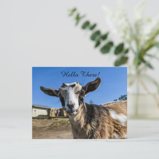 Carte Postale Salutation de chèvre (Debout devant)