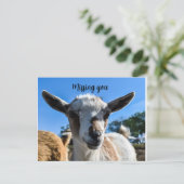 Carte Postale Salutation de chèvre pour bébé (Debout devant)