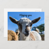 Carte Postale Salutation de chèvre pour bébé (Devant / Derrière)