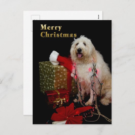Carte postale - salutation de Noël - chienchien (Devant / Derrière)