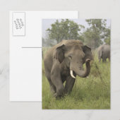 Carte Postale Salutation d'éléphant asiatique indien (Devant / Derrière)