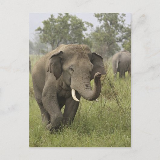 Carte Postale Salutation d'éléphant asiatique indien (Devant)