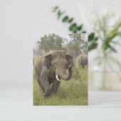 Carte Postale Salutation d'éléphant asiatique indien (Debout devant)