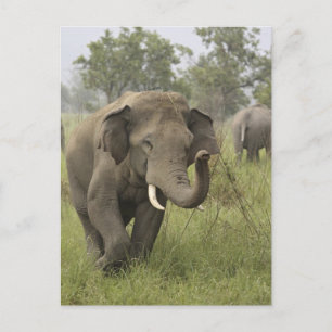 Carte Postale Salutation des éléphants d'Asie indienne