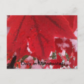 Carte Postale Salutation du Minnesota (Devant)