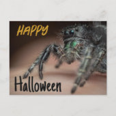 Carte Postale Salutation éffrayant Spider Halloween (Devant)