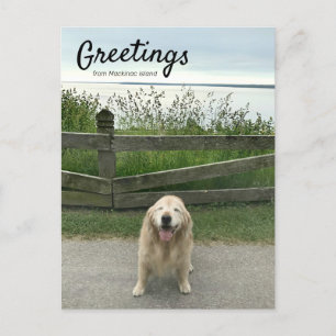Carte Postale Salutation Golden Retriever De L'Île Mackinac
