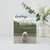 Carte Postale Salutation Golden Retriever de Mackinac Island (Debout devant)