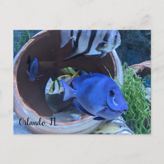 Carte Postale Salutation sous-marine (Devant)