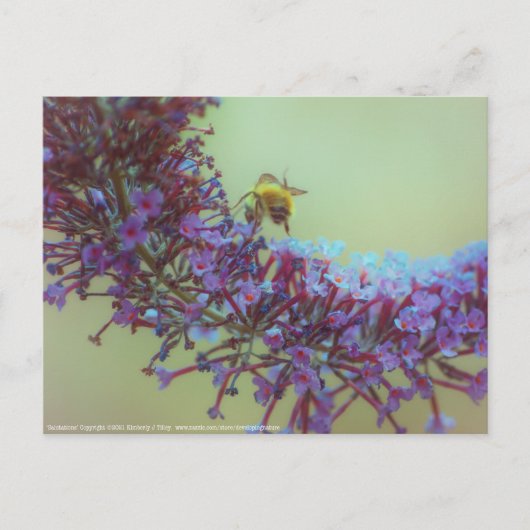 Carte Postale Salutations (Devant)