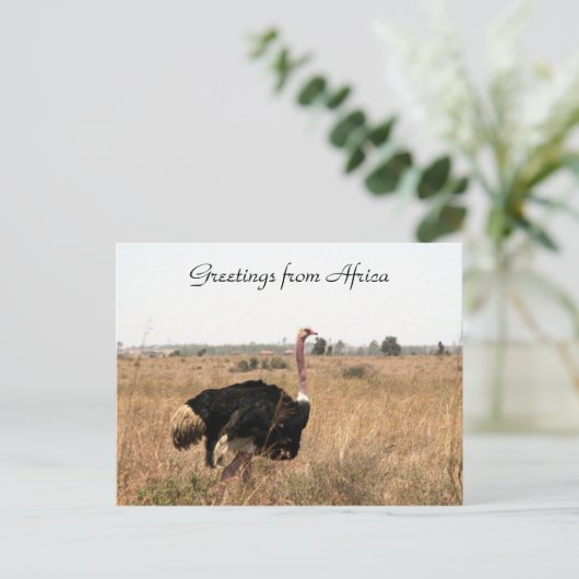 Carte Postale salutations autruches (Debout devant)