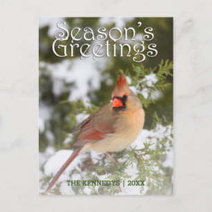 Carte Postale Salutations - Cardinal du Nord à Juniper Tree