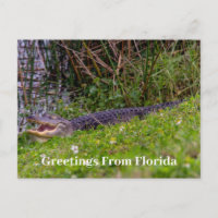 Salutations d'alligator de Floride Personnaliser